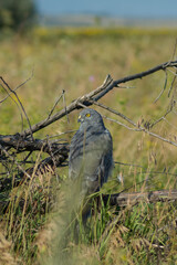 meadow harrier in the field, in natural conditions, sits on a branch of an old withered tree