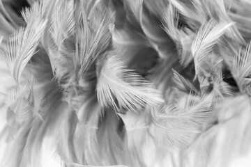 Gray chicken feathers in soft and blur style for background