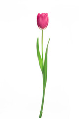 Single pink tulip flower isolated on white background.