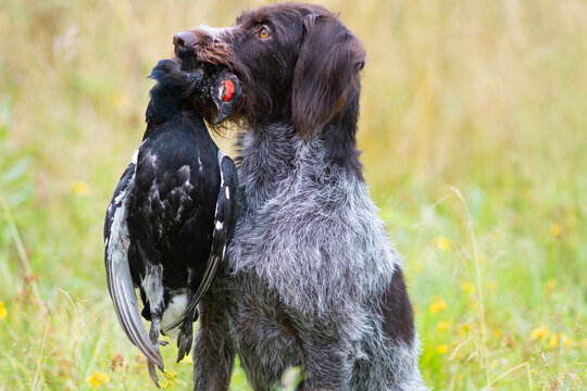 drathaar holds a black grouse