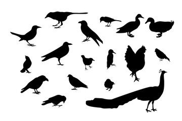 Set of black silhouettes of different wild birds. Isolated on white background. Stock vector illustration.