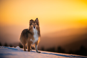 Fototapeta na wymiar Shetland shepherd dog in mountain landscape with winter, snow, golden hour, sunset