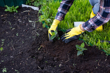 Hand of woman gardener in gloves holds seedling of small apple tree in her hands preparing to plant it in the ground. Tree planting concept