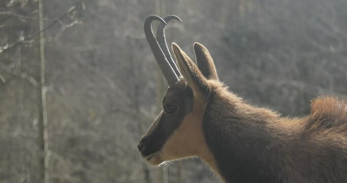 the chamois of the pyrenees. Rupicapra rupicapra. (Rupicapra pyrenaica) Close up