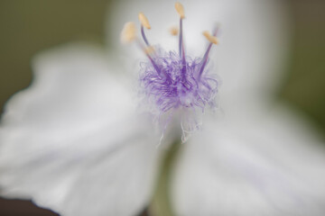 close up of a flower