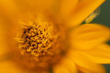 yellow flower macro
