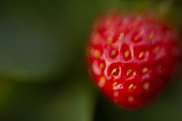 close up of a strawberry