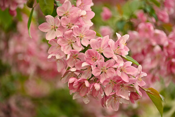Close up pink Asian wild crabapple tree blossom