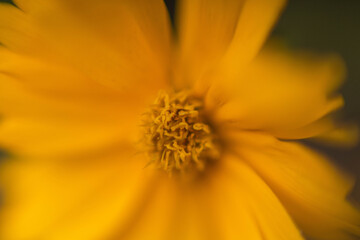yellow flower macro