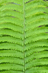 Close up background of green fern leaves