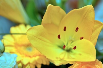 Fototapeta na wymiar Beautiful yellow lily - stock photo.jpg