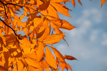 Close up yellow autumn tree leaves