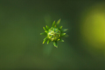 green leaf background