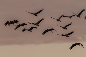 Kraniche im Anflug
