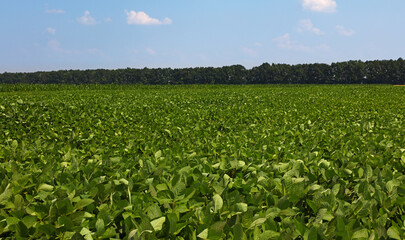 Close up field of green soya under clear blue sky