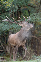 Naklejka na ściany i meble Majestic deer male at the edge of the forest (Cervus elaphus)