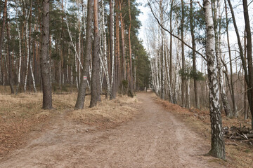 A long perspective of the path through the forest.