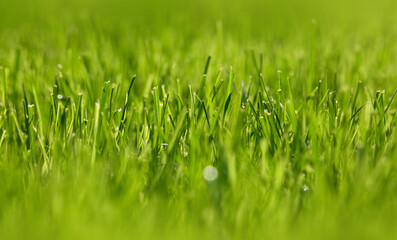 Close up fresh green spring grass background