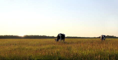 Black- white cows in a meadow graze freely against the backdrop of the sunset of a sun behind the forest. ecologically clean pasture