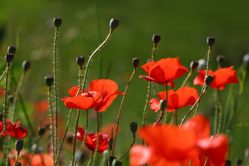 Red poppy flowers in green field