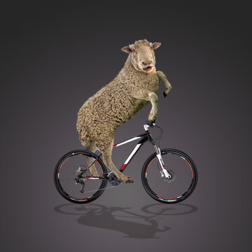 sheep bicycle