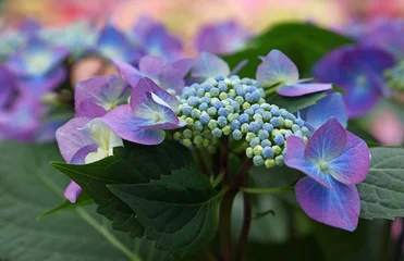 Foto auf Acrylglas Close up purple hydrangea hortensia flowers © breakingthewalls