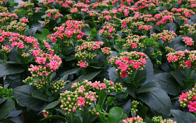 Naklejka premium Close up purple pink Kalanchoe flowers