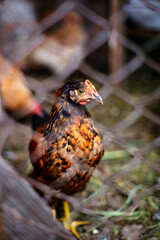 Chickens on the farm. Toned, style, color photo.