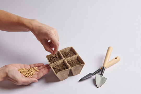 Planting Seeds In Pots With Soil With Your Hands