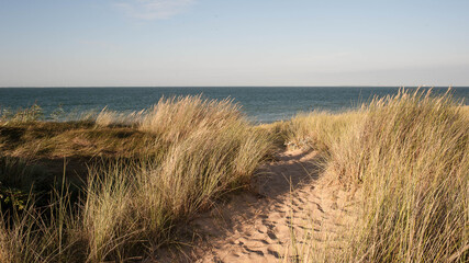 Fototapeta na wymiar Chemin dans les dunes de l'île d'Oléron