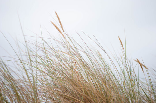 Oyats dans les dunes de l'&icirc;le d'Ol&eacute;ron