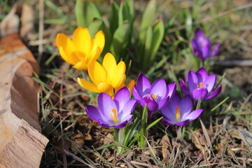 Blühende Krokus (gelb, lila). Hintergrund unscharf.