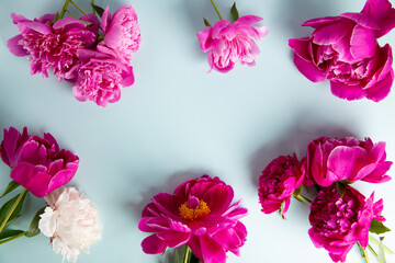 Beautiful pink peony flowers on blue background. Top view, flat lay, copy space.