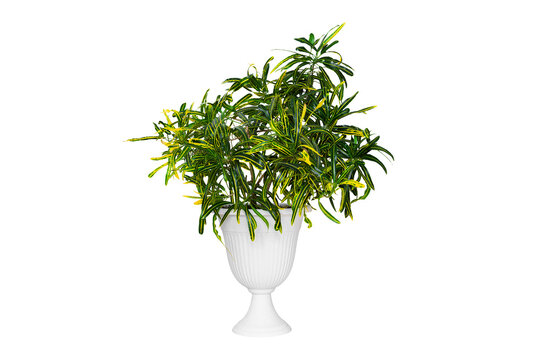 Codiaeum variegatum.Croton plant in a flowerpot, isolated on a white background.The ficus family