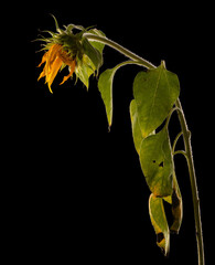 Sunflower flower with faded withered petals isolated on black background.