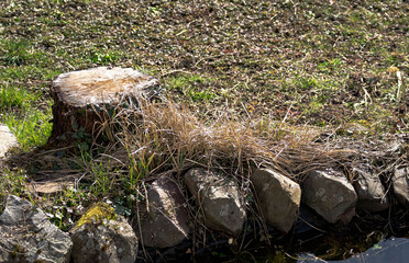 Baumstumpf