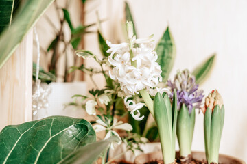 Fototapeta premium Purple and white Hyacinth flowers In Garden ceramic Pot, on desk and white background with copy space.