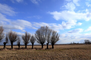 Row of pollarded willows (Salix sp.) in a flat rural landscape under a blue sky with clouds. Traditional element of Central European countryside © Maciej Bonk