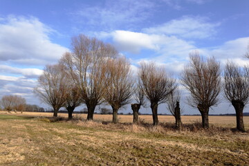 Wierzby głowiaste © Maciej Bonk