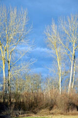 tree forest sky nature beautifull