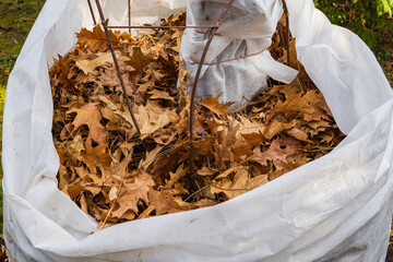 Coverage of figs Ficus carica for winter from frost. Vertical packaging of plant with dry oak...