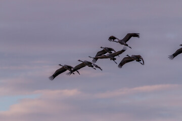 Kraniche im Anflug