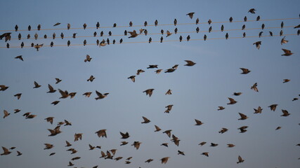 V&ouml;gel am Sammeln