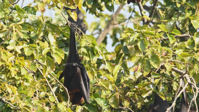 close up shot of indian flying fox or greater indian fruit bat hanging on tree with wingspan at keoladeo national park or bharatpur bird sanctuary rajasthan india - Pteropus giganteus
