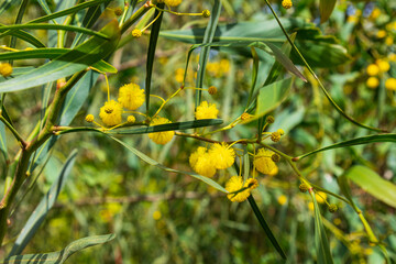 Yellow flowers of acacia saligna Golden Wreath Wattle tree