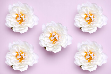 Top view of soft white peonies on the pink surface