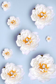 Vertical image.Top view of beautiful white peonies on the blue surface