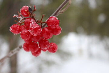 Berry