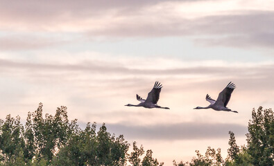 Kraniche im Anflug