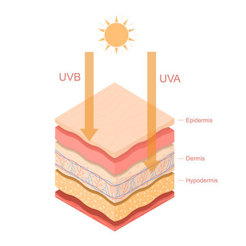 Cartoon Color Uvb Uva Rays Human Skin Layered Concept Template Banner Card. Vector